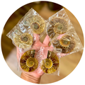 Small Polished Ammonite Pairs, Ethically Sourced Ammonite Halves