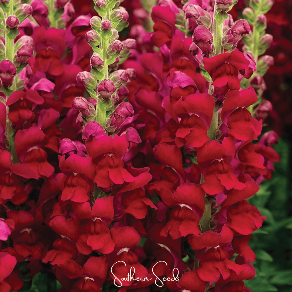 Defiance Snapdragon – 200 Seeds | Seeds | Wiccan Center