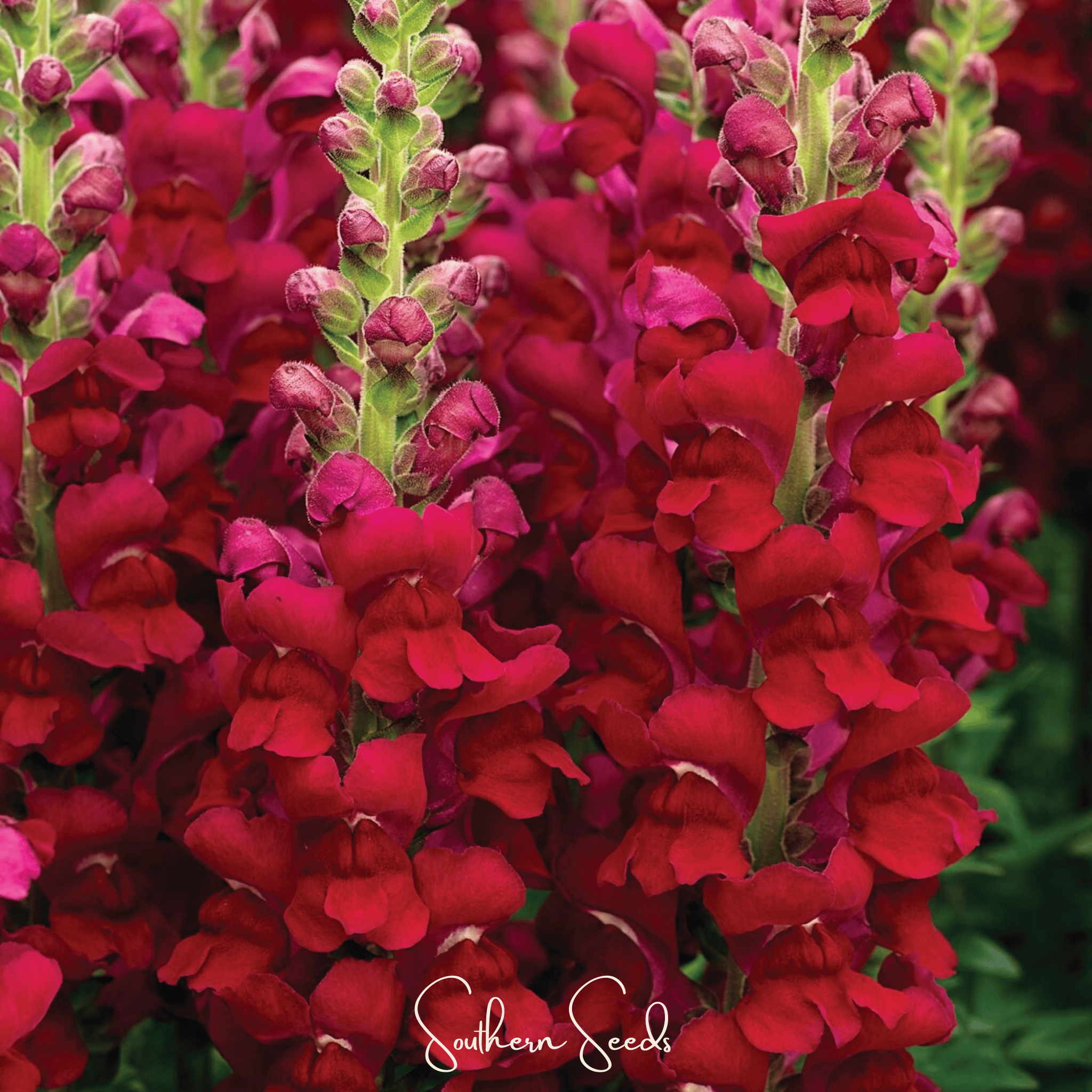 Defiance Snapdragon – 200 Seeds | Seeds | Wiccan Center