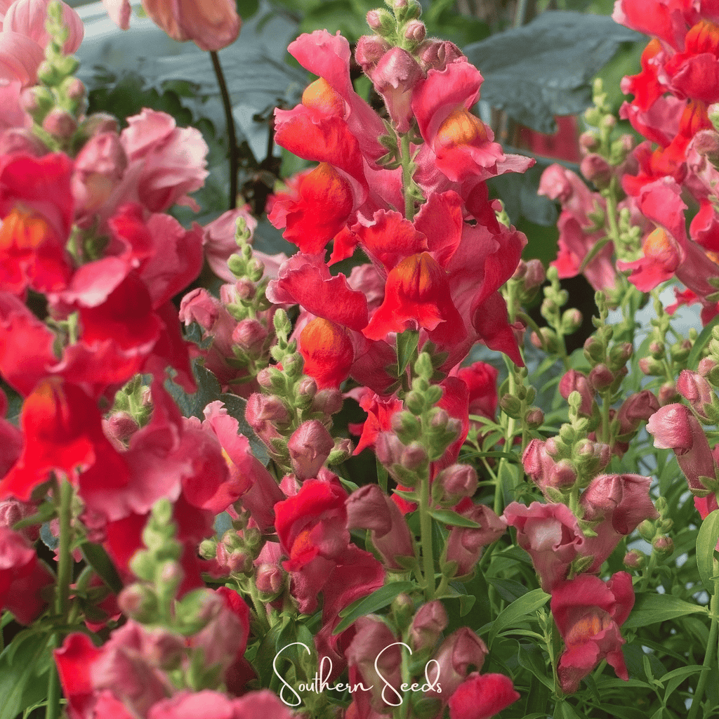 Defiance Snapdragon – 200 Seeds | Seeds | Wiccan Center