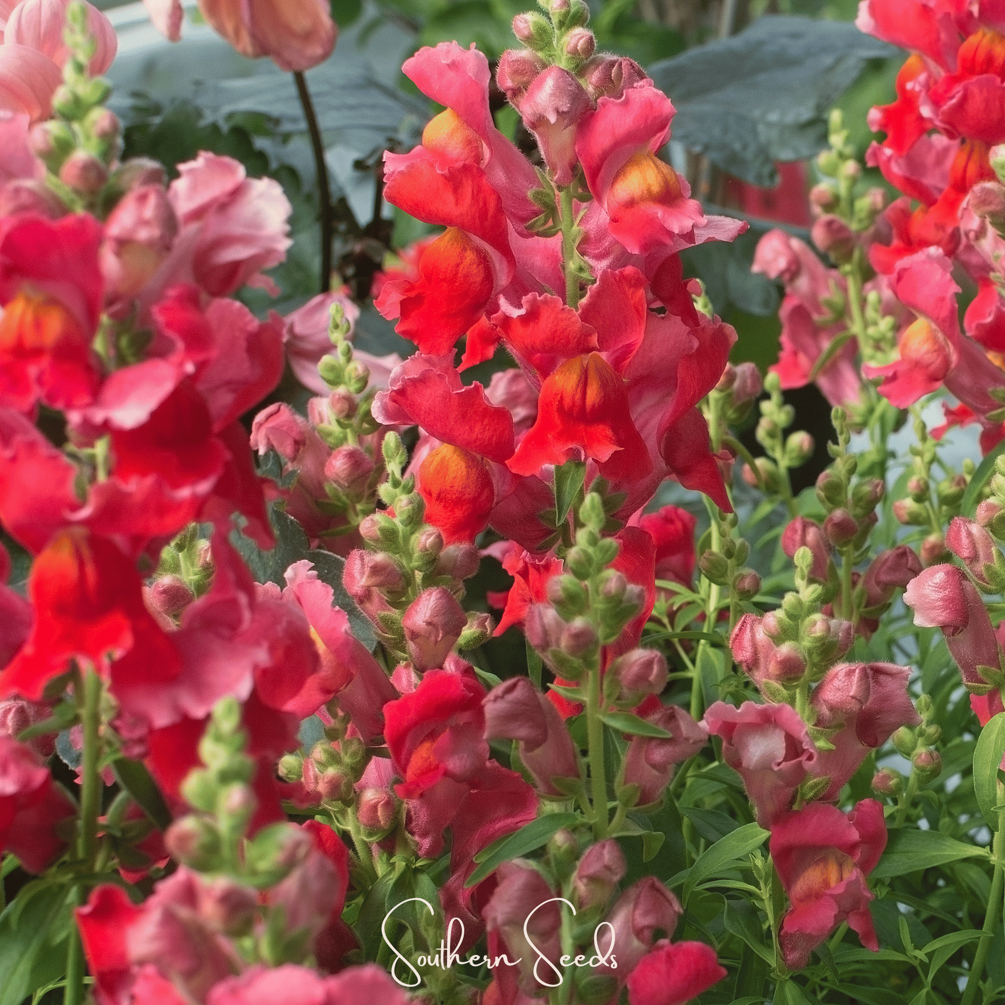 Defiance Snapdragon – 200 Seeds | Seeds | Wiccan Center