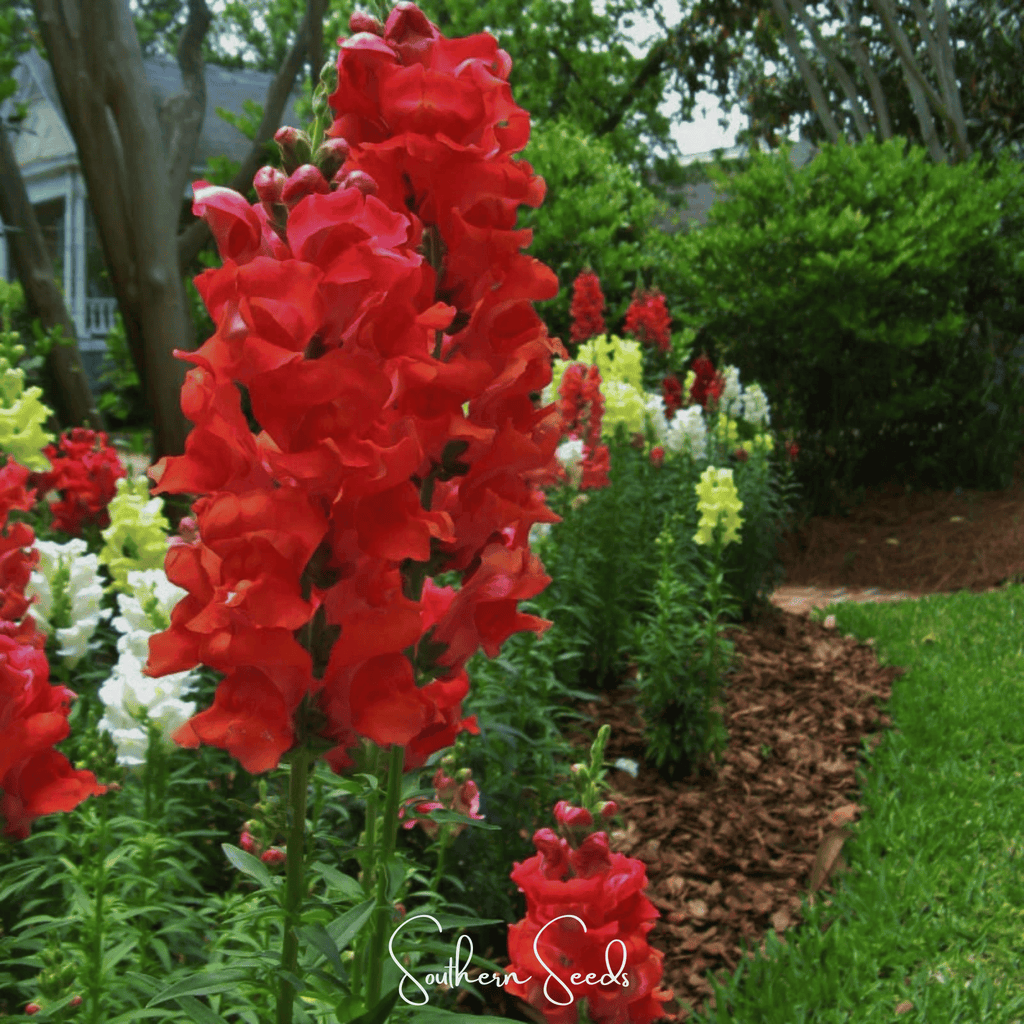 Defiance Snapdragon – 200 Seeds | Seeds | Wiccan Center