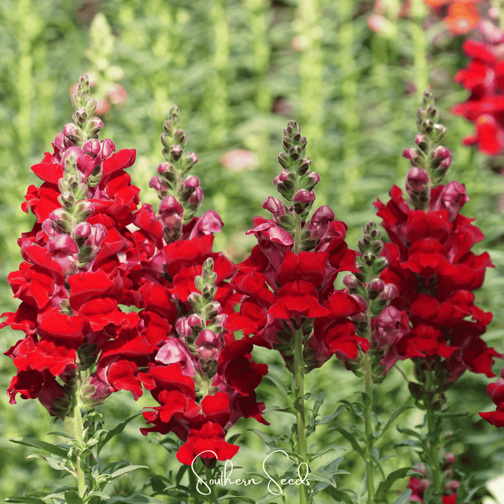 Defiance Snapdragon – 200 Seeds | Seeds | Wiccan Center