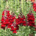 Defiance Snapdragon – 200 Seeds | Seeds | Wiccan Center