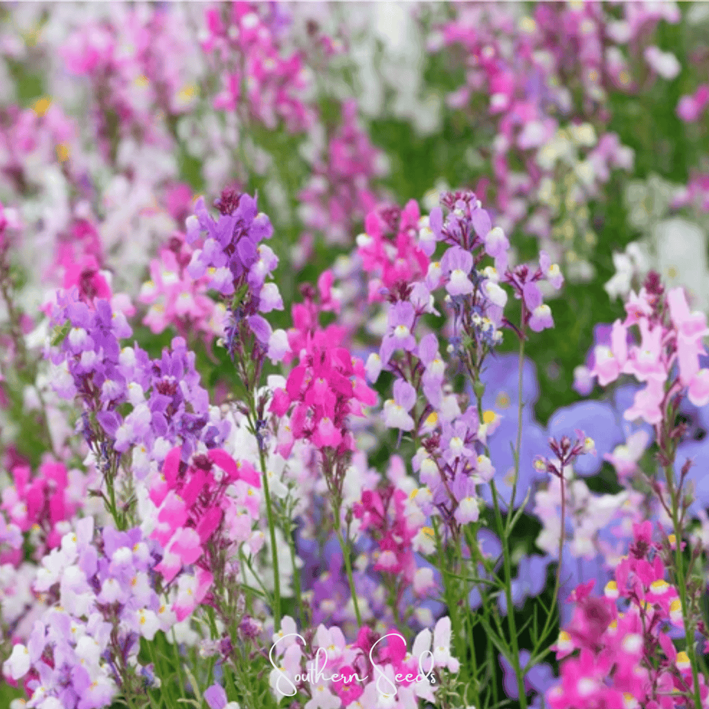 Northern Lights Toadflax Mix – 200 Seeds | Seeds | Wiccan Center