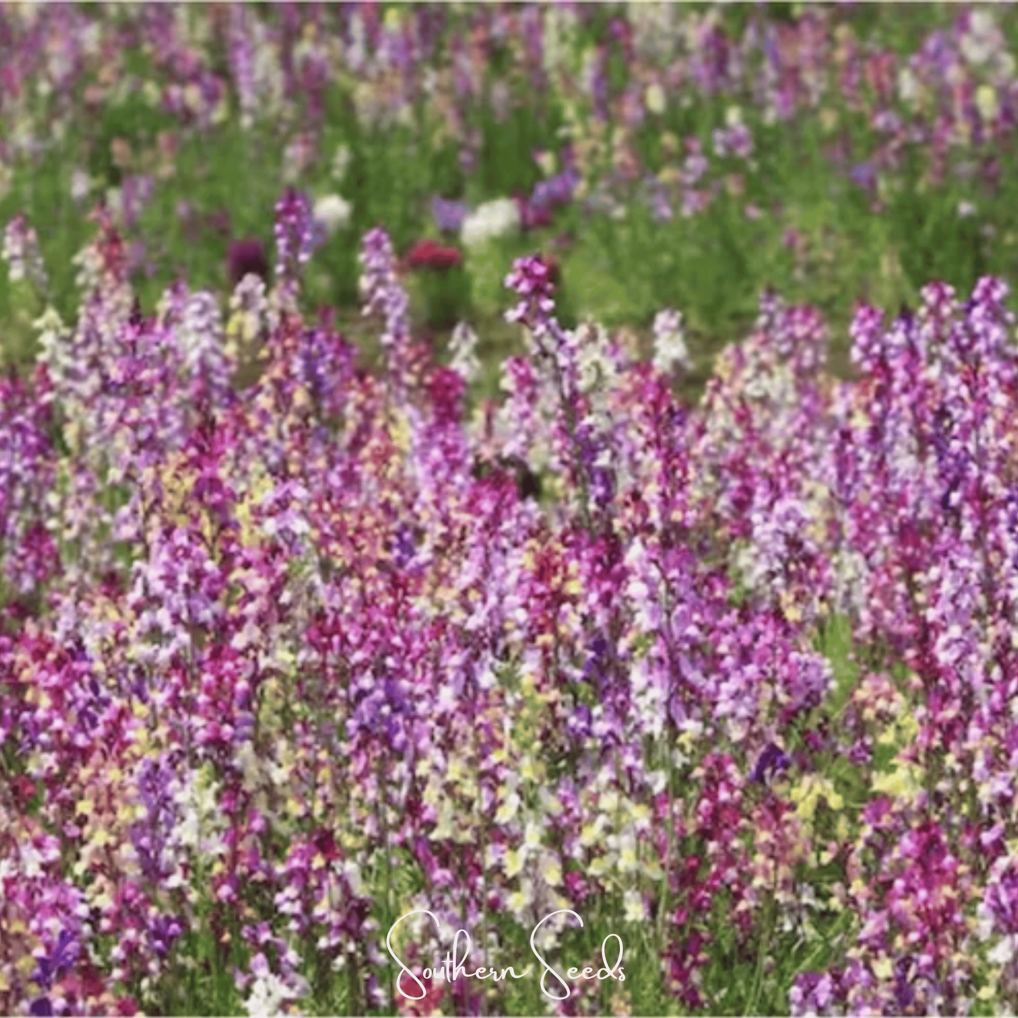 Northern Lights Toadflax Mix – 200 Seeds | Seeds | Wiccan Center