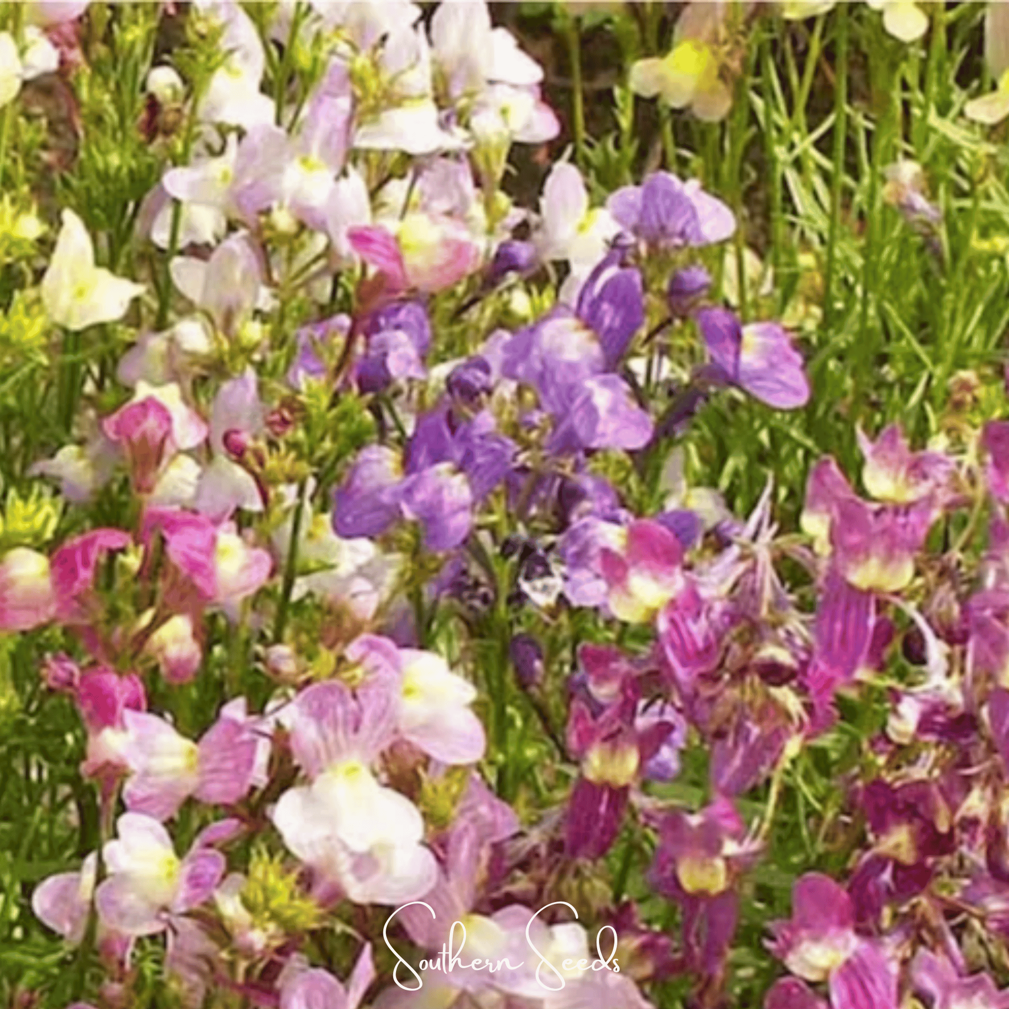 Northern Lights Toadflax Mix – 200 Seeds | Seeds | Wiccan Center