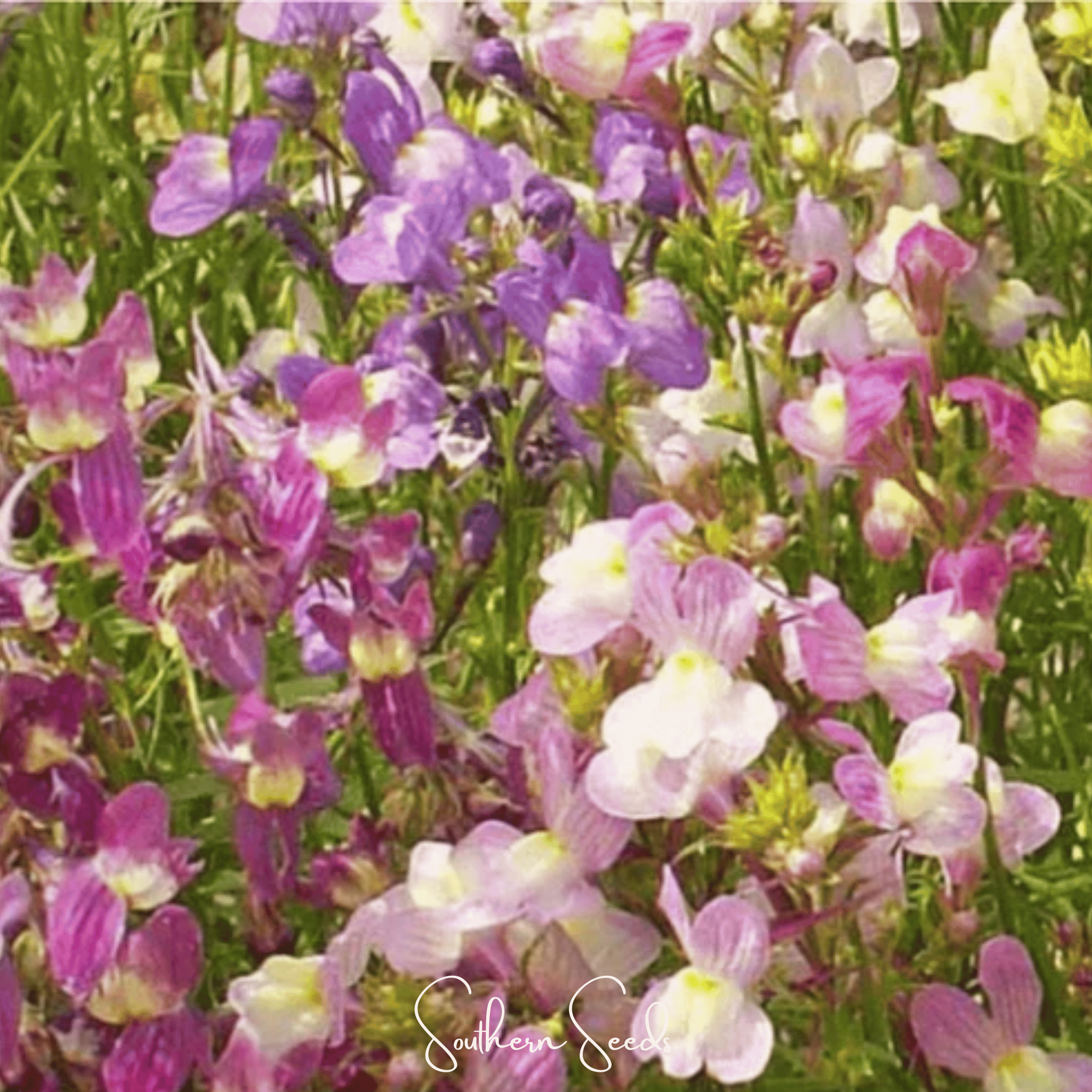 Northern Lights Toadflax Mix – 200 Seeds | Seeds | Wiccan Center
