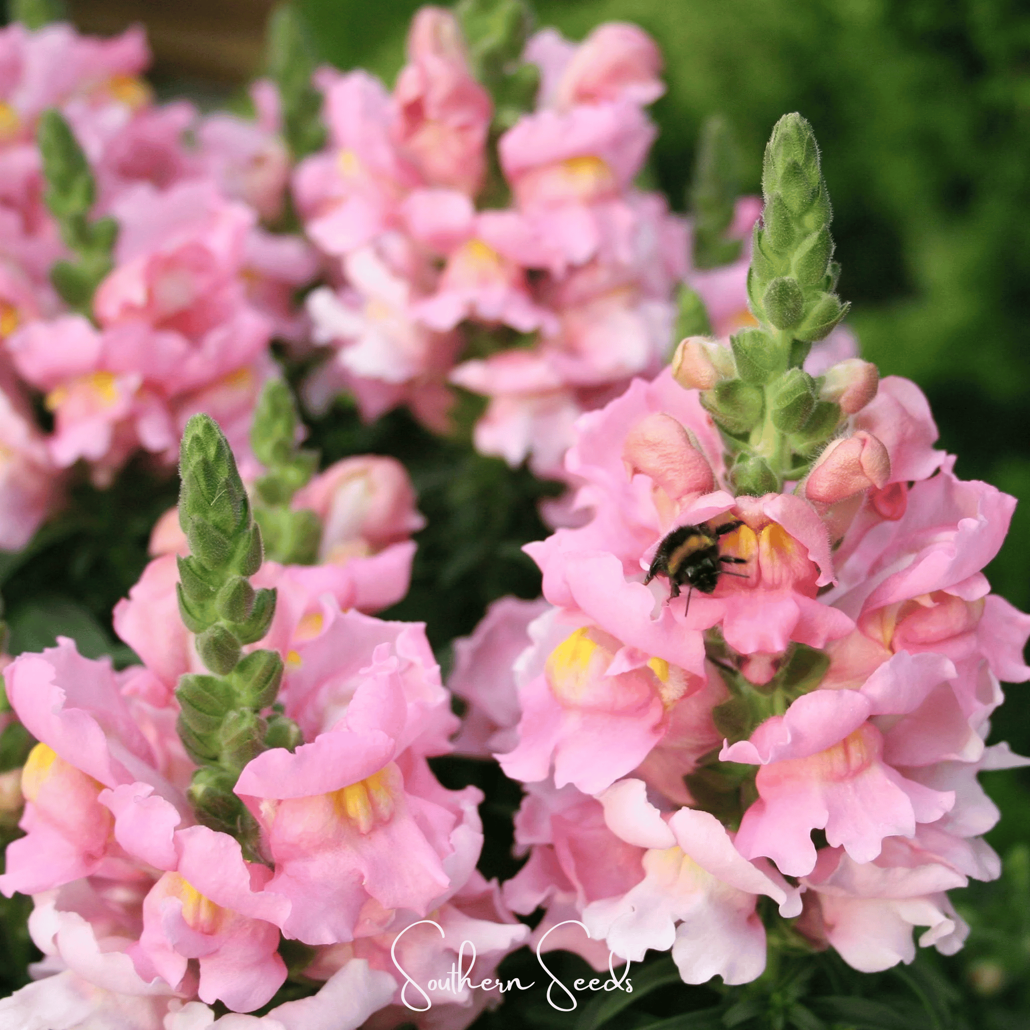 Rose Snapdragon – 200 Seeds | Seeds | Wiccan Center