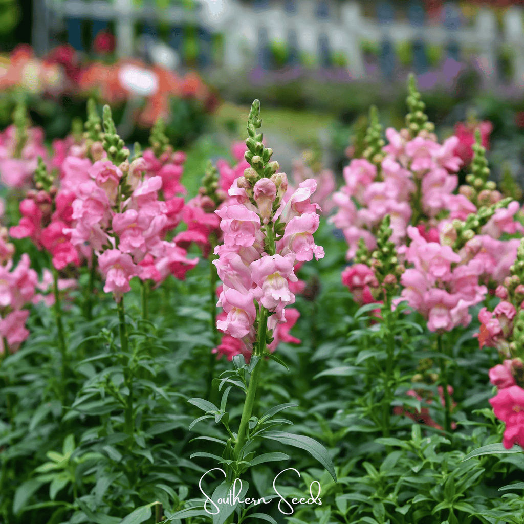 Rose Snapdragon – 200 Seeds | Seeds | Wiccan Center