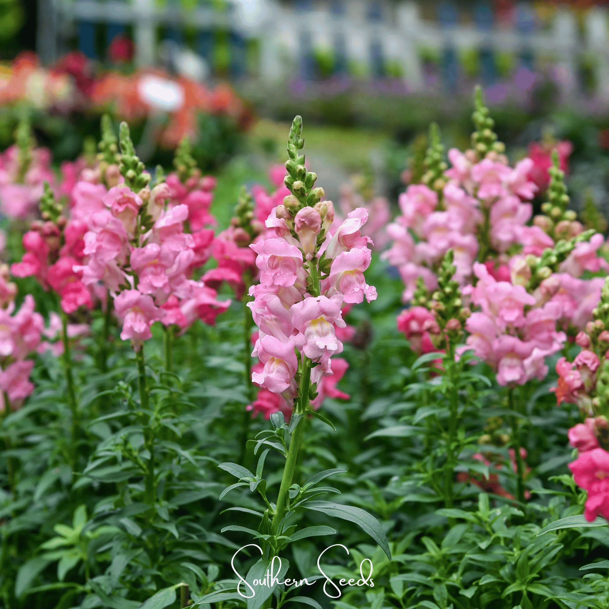 Rose Snapdragon – 200 Seeds | Seeds | Wiccan Center