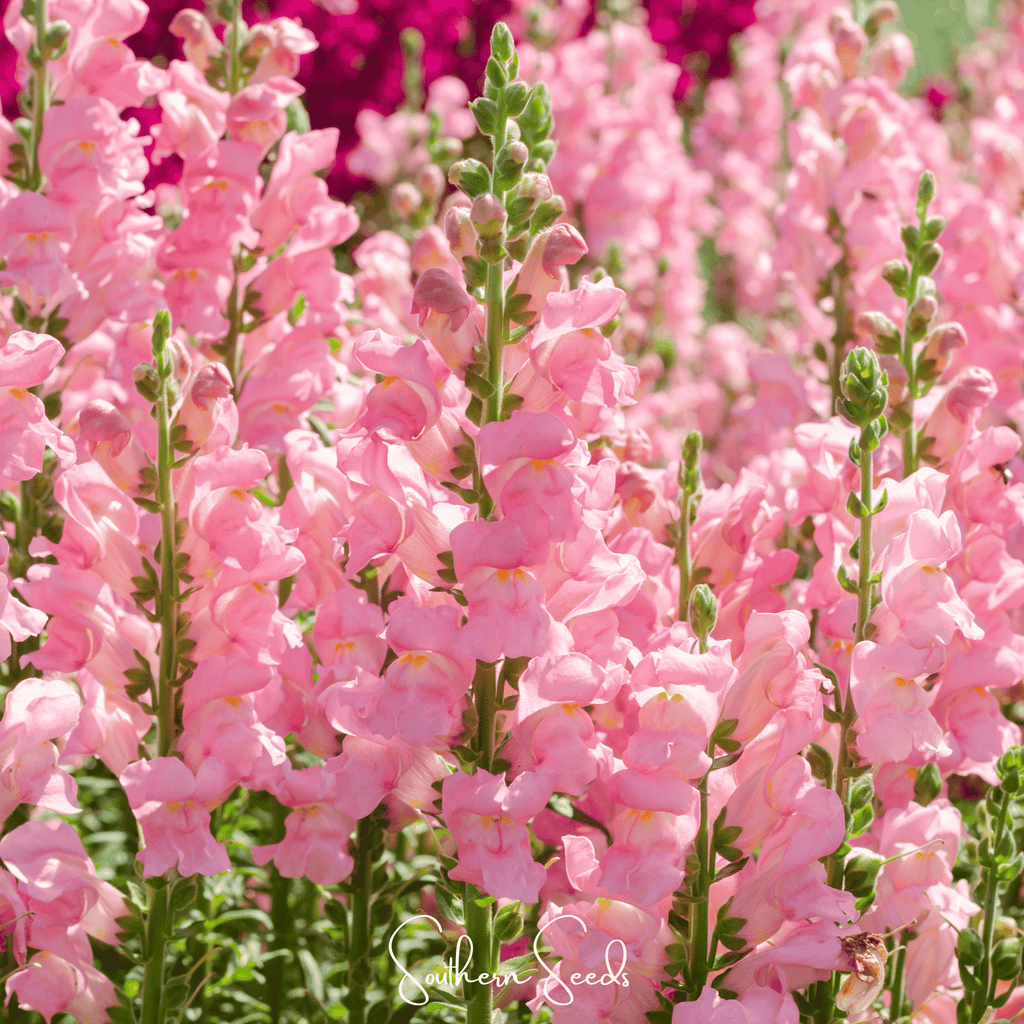 Rose Snapdragon – 200 Seeds | Seeds | Wiccan Center
