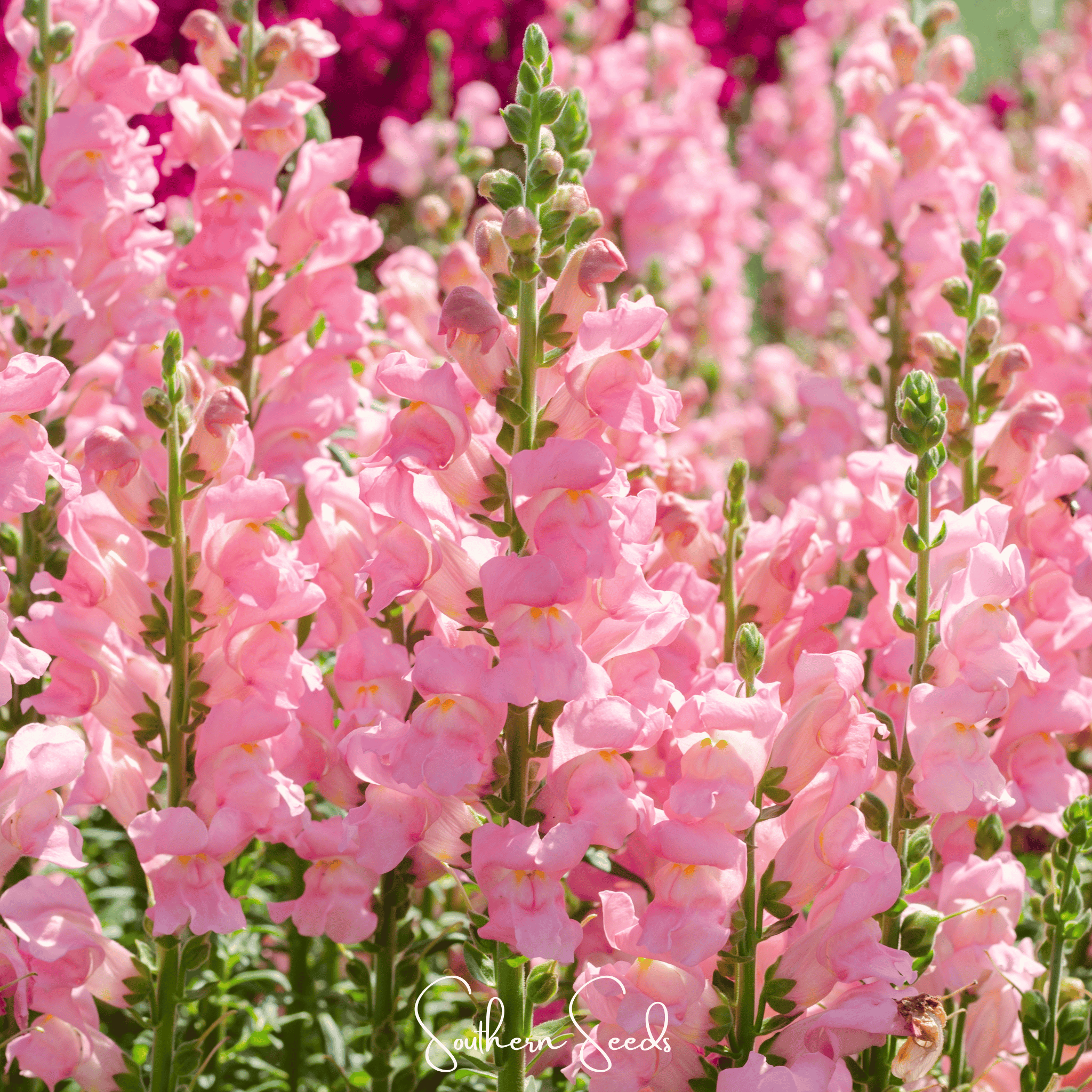 Rose Snapdragon – 200 Seeds | Seeds | Wiccan Center