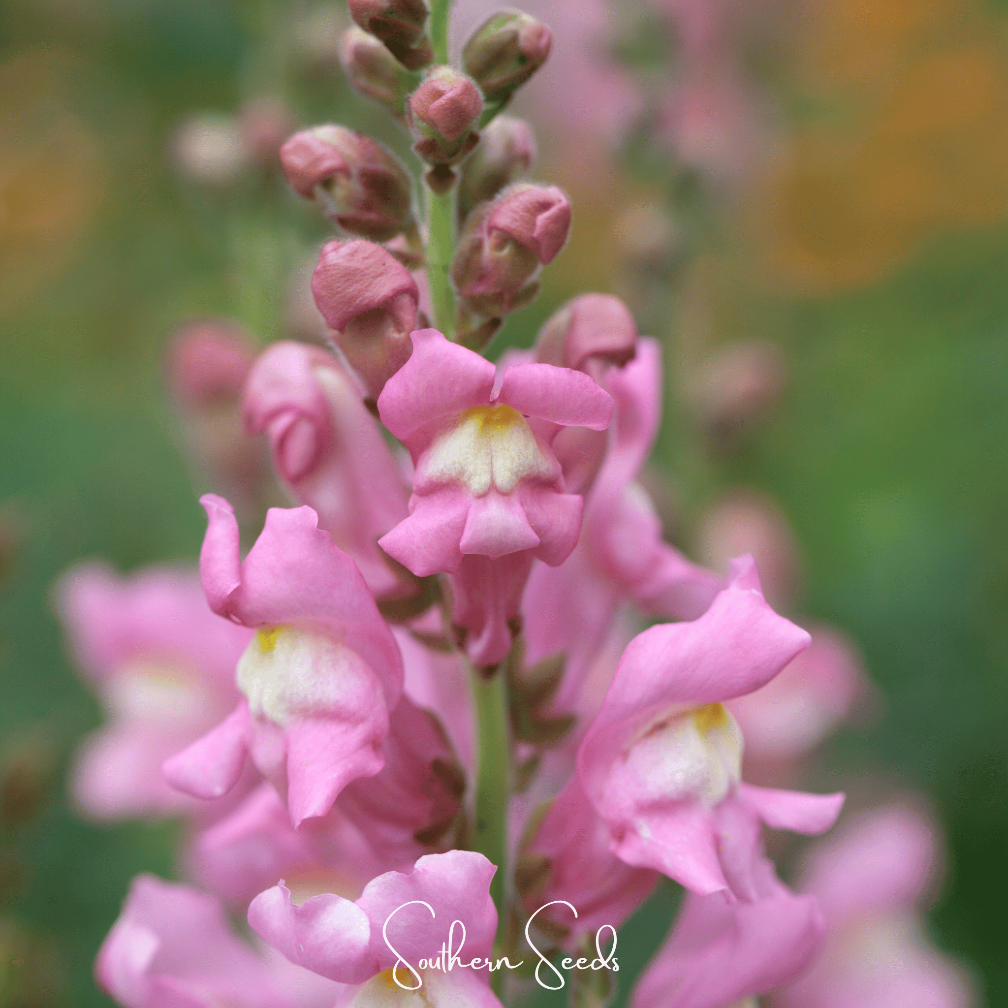Rose Snapdragon – 200 Seeds | Seeds | Wiccan Center