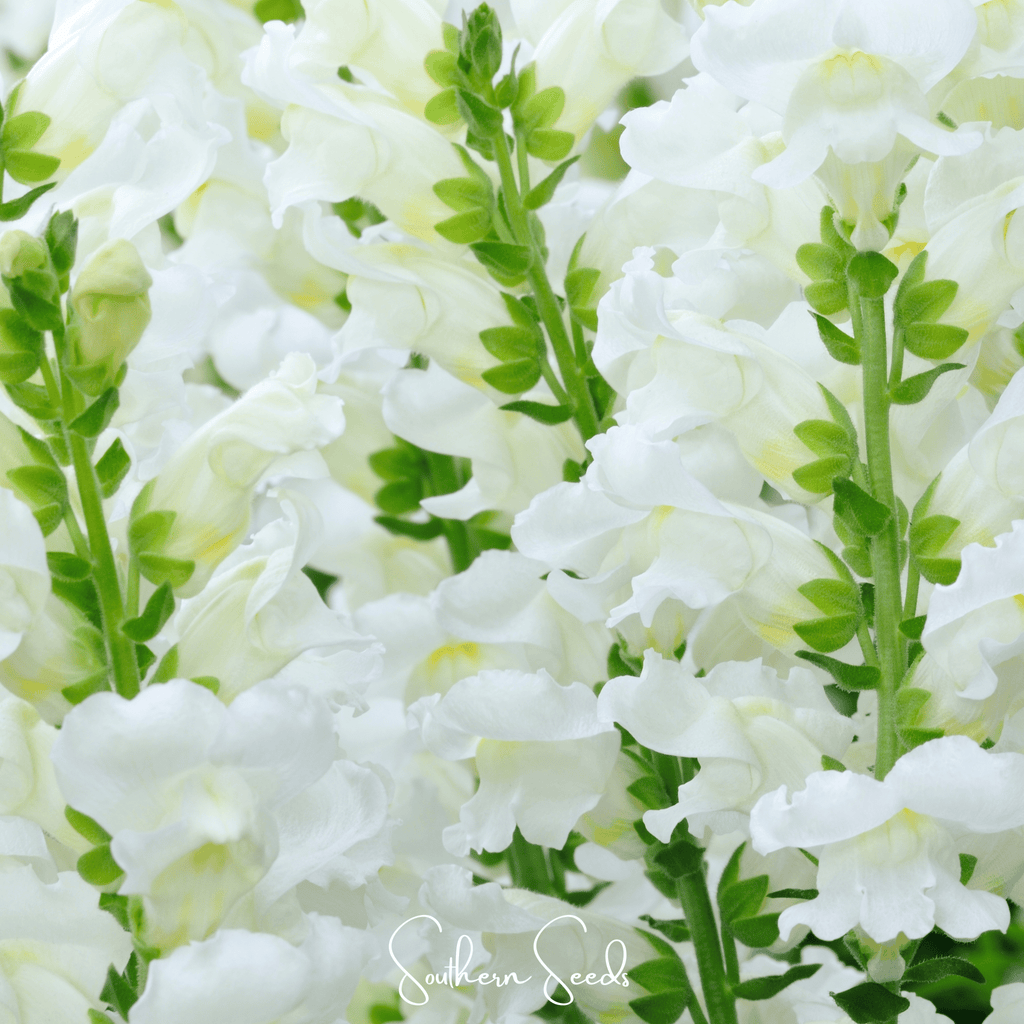 Snowflake Snapdragon (Antirrhinum majus) – 200 Seeds | Seeds | Wiccan Center