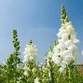 Snowflake Snapdragon (Antirrhinum majus) – 200 Seeds | Seeds | Wiccan Center