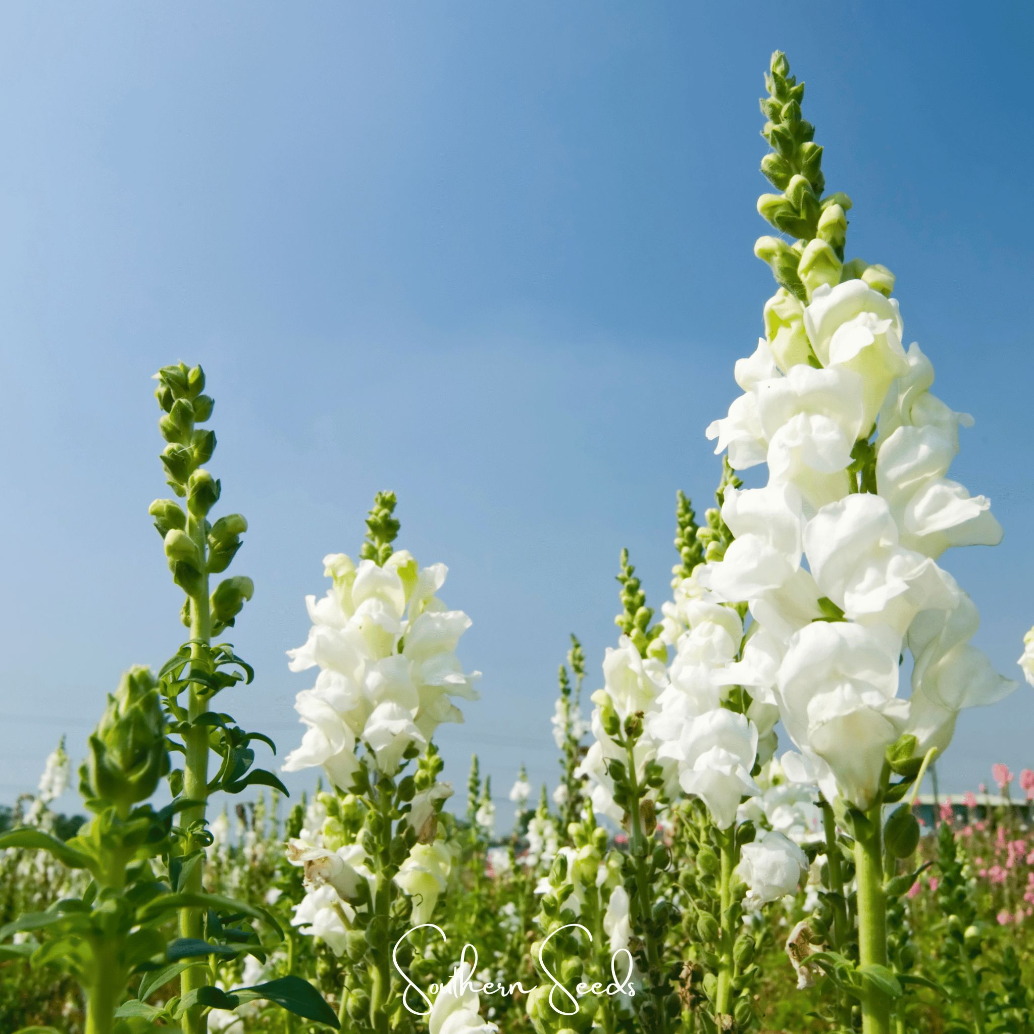 Snowflake Snapdragon (Antirrhinum majus) – 200 Seeds | Seeds | Wiccan Center