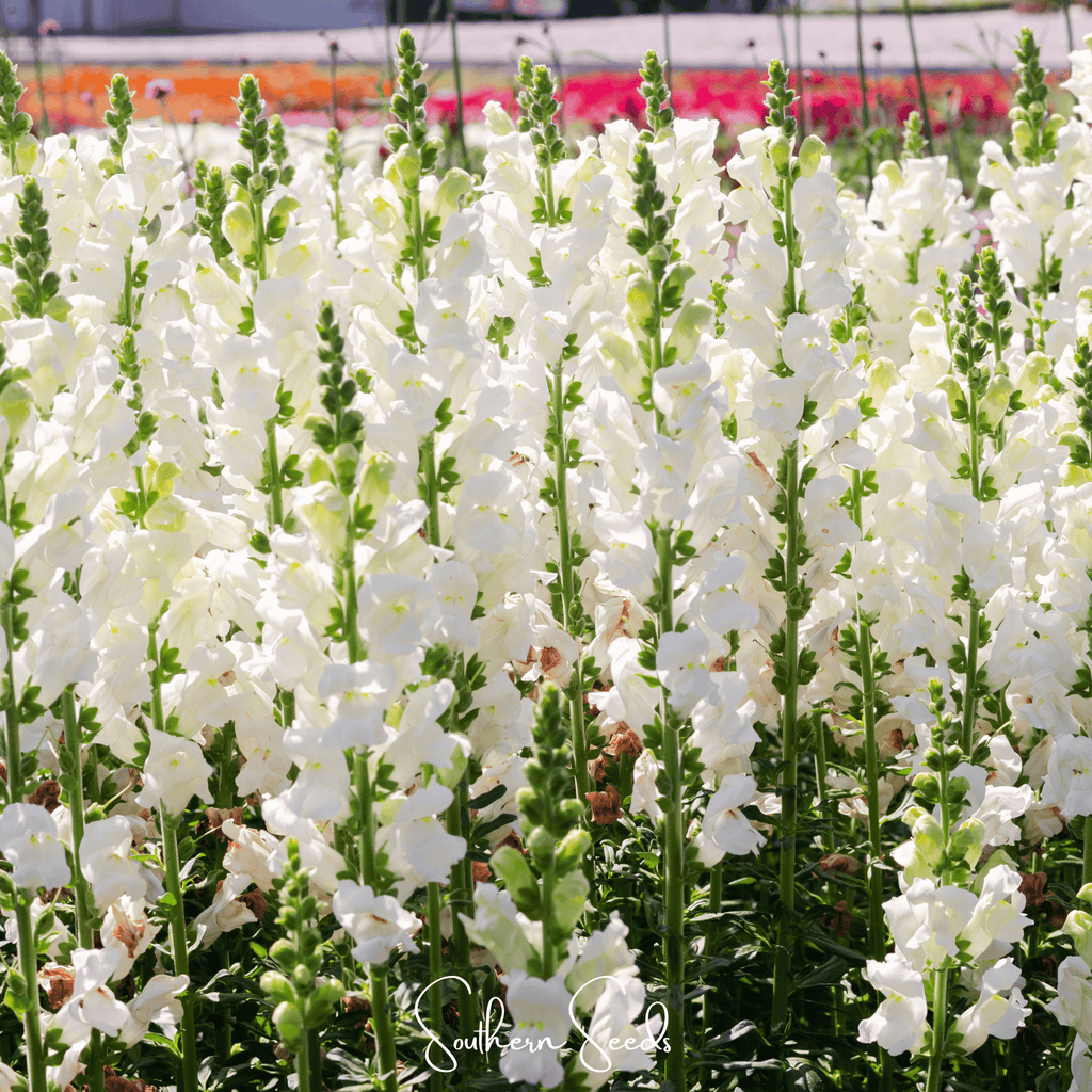Snowflake Snapdragon (Antirrhinum majus) – 200 Seeds | Seeds | Wiccan Center