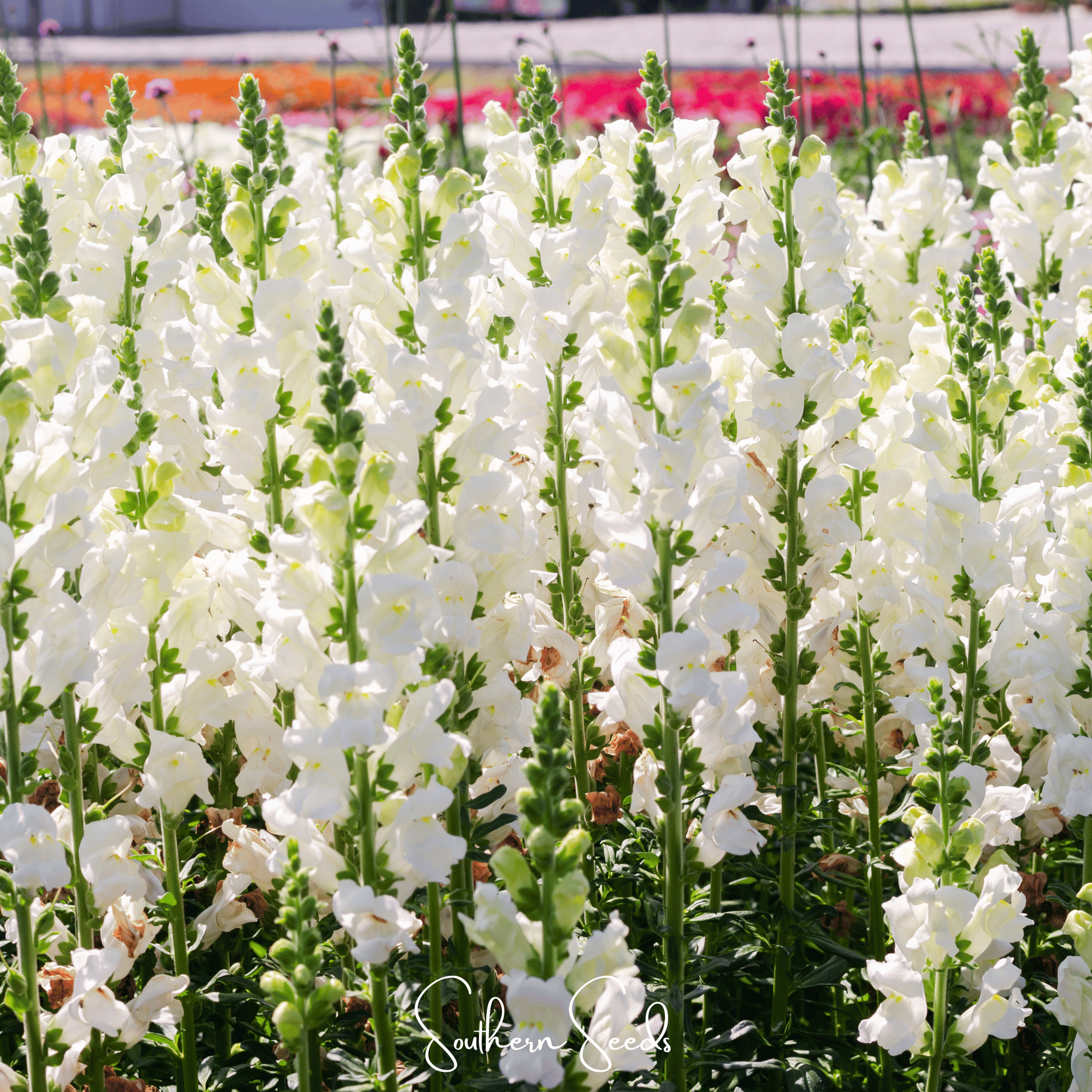 Snowflake Snapdragon (Antirrhinum majus) – 200 Seeds | Seeds | Wiccan Center