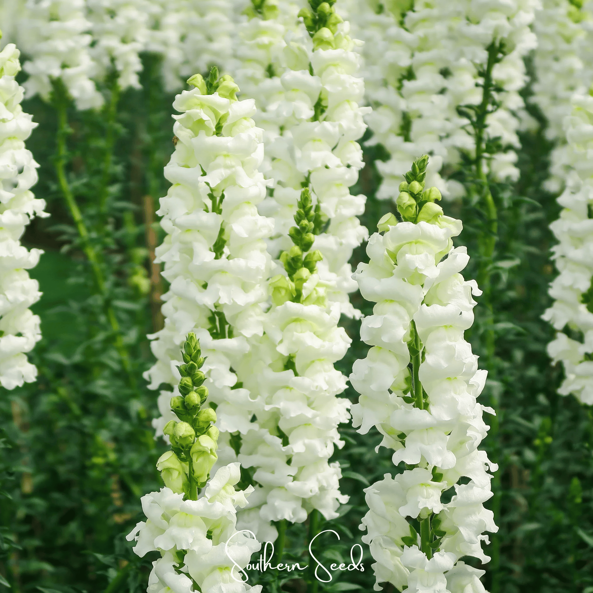Snowflake Snapdragon (Antirrhinum majus) – 200 Seeds | Seeds | Wiccan Center