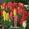 Tetra Snapdragon Mix – 200 Seeds | | Wiccan Center