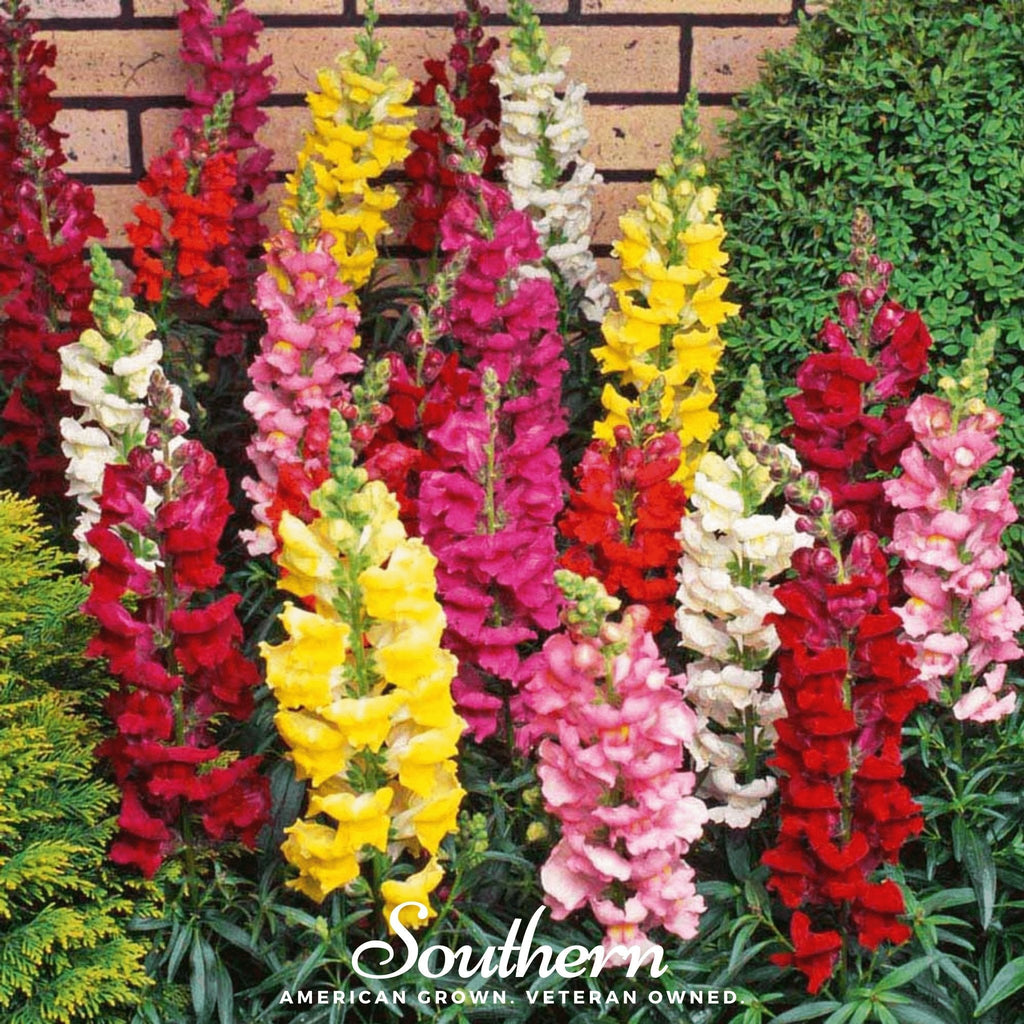 Tetra Snapdragon Mix – 200 Seeds | | Wiccan Center