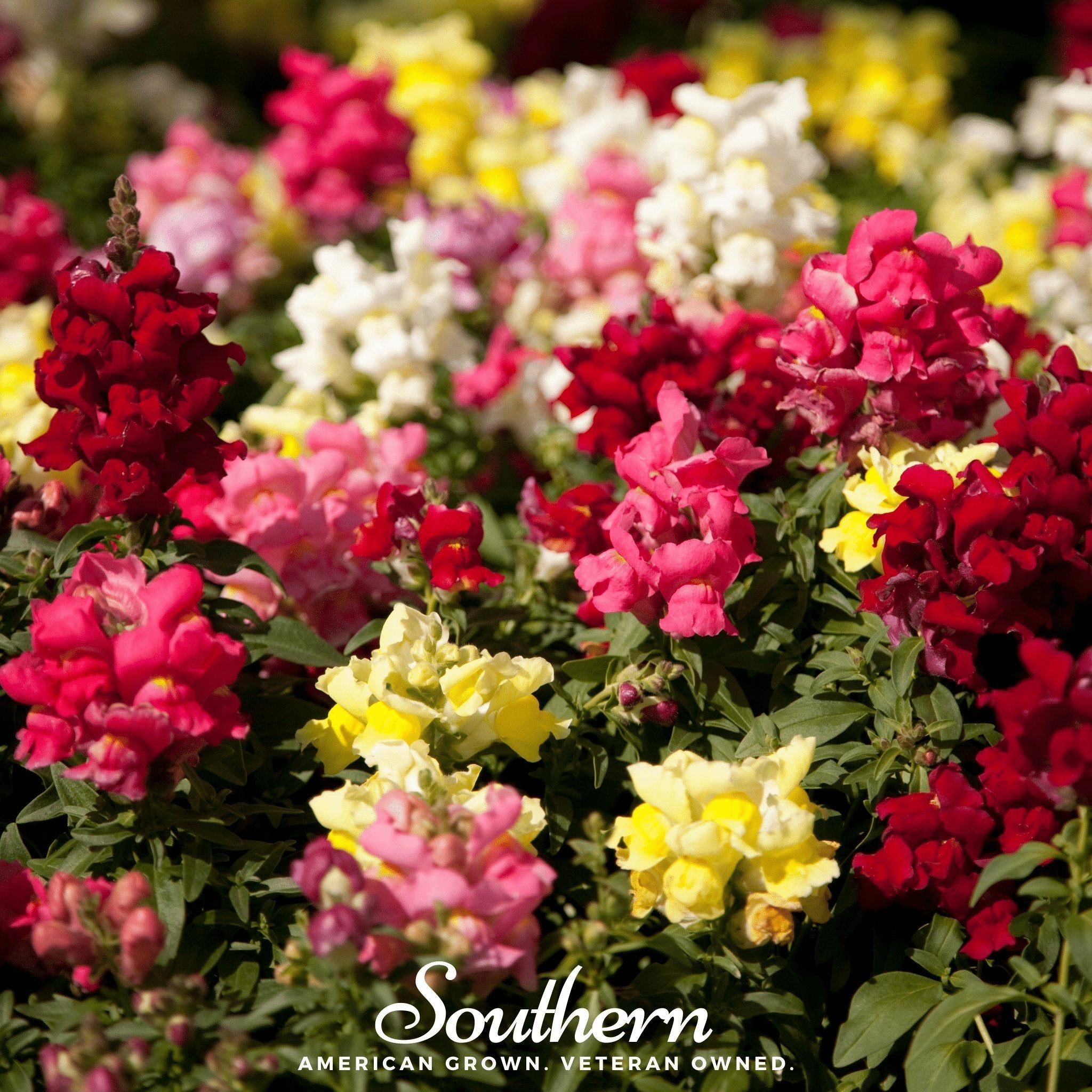 Tetra Snapdragon Mix – 200 Seeds | | Wiccan Center
