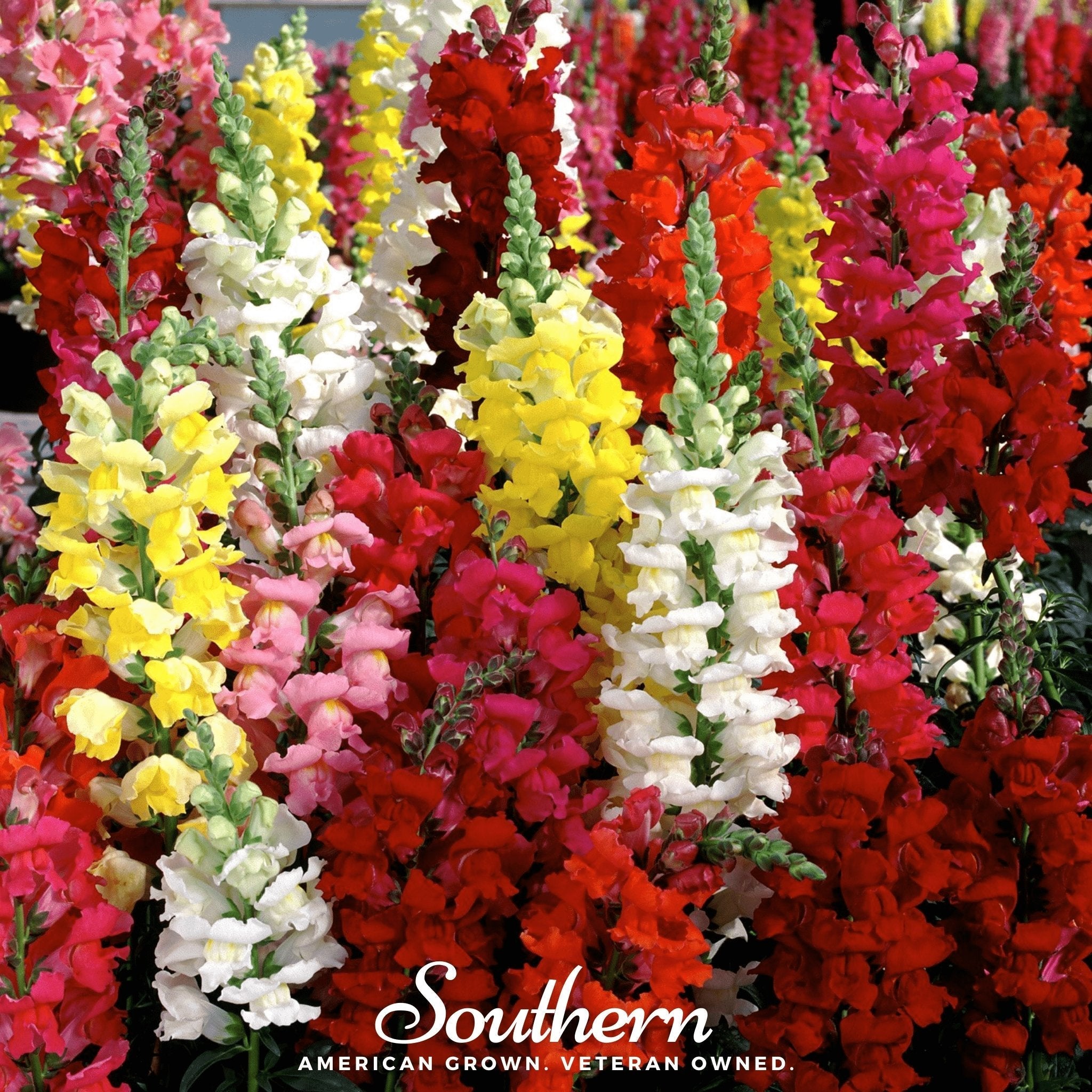 Tetra Snapdragon Mix – 200 Seeds | | Wiccan Center