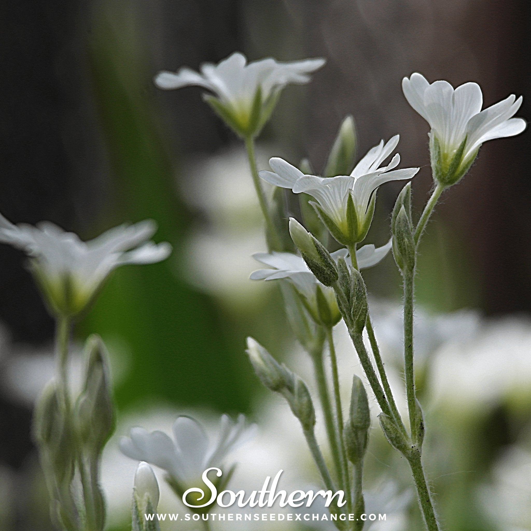 Snow in Summer Chickweed – 100 Seeds | | Wiccan Center