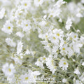 Snow in Summer Chickweed – 100 Seeds | | Wiccan Center