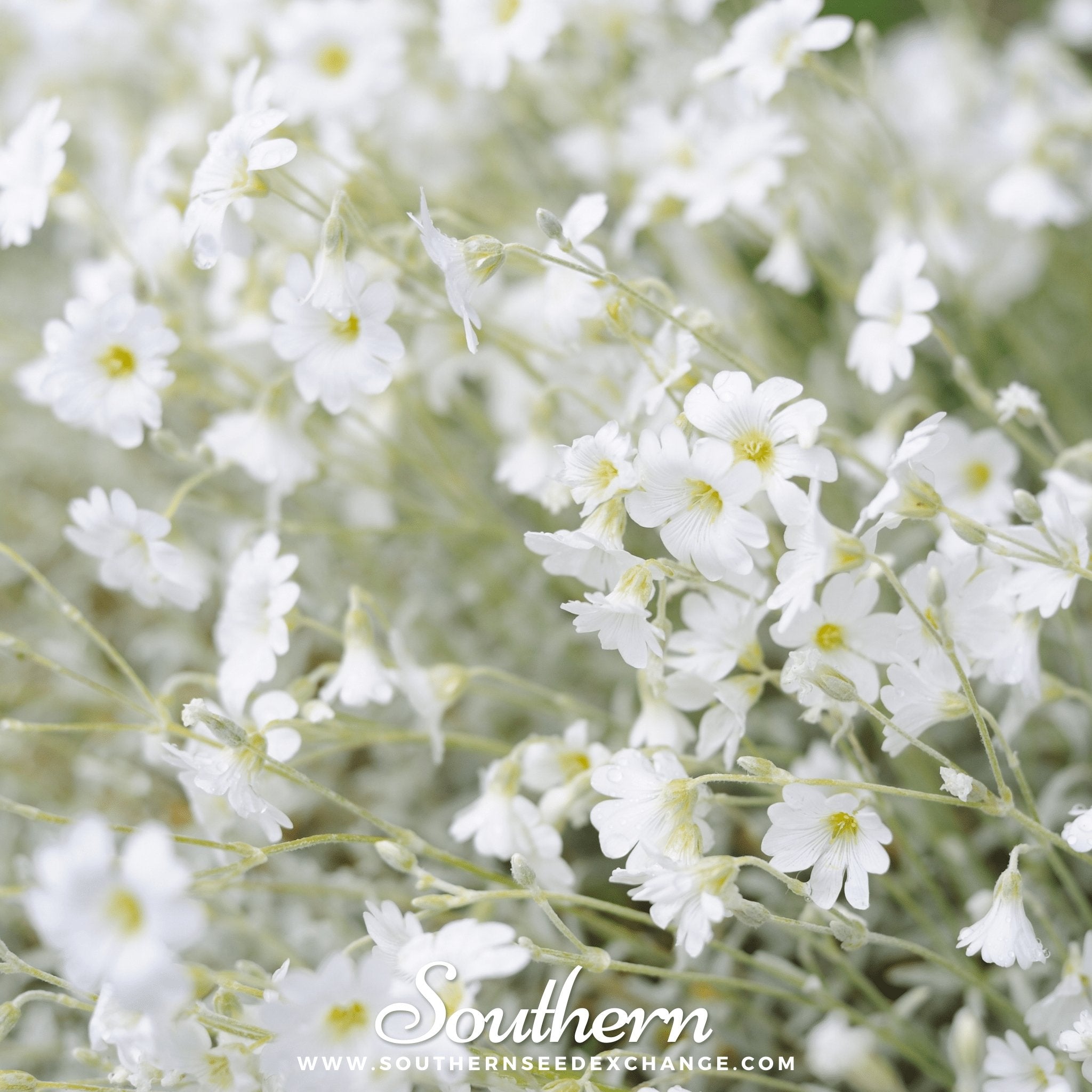 Snow in Summer Chickweed – 100 Seeds | | Wiccan Center