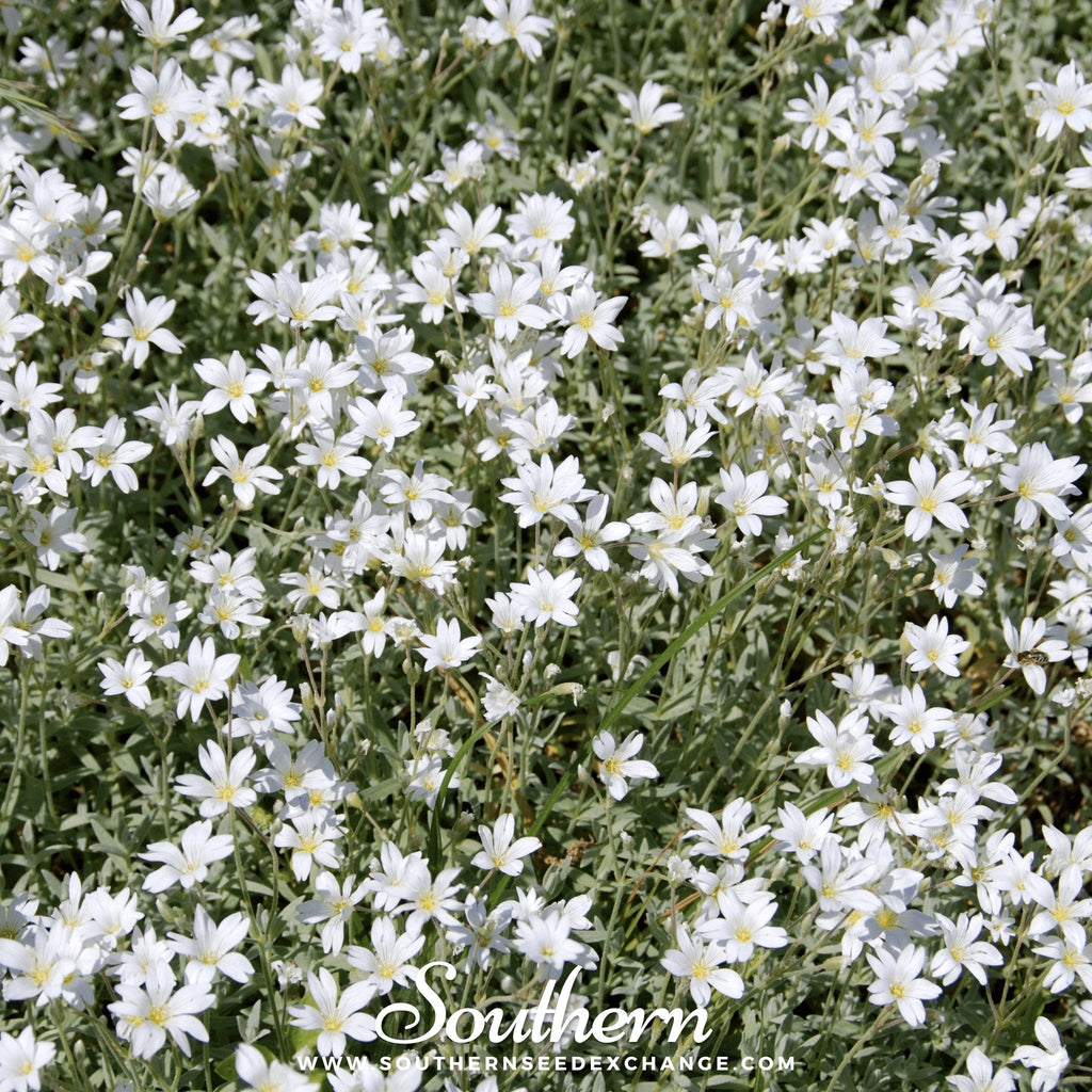 Snow in Summer Chickweed – 100 Seeds | | Wiccan Center