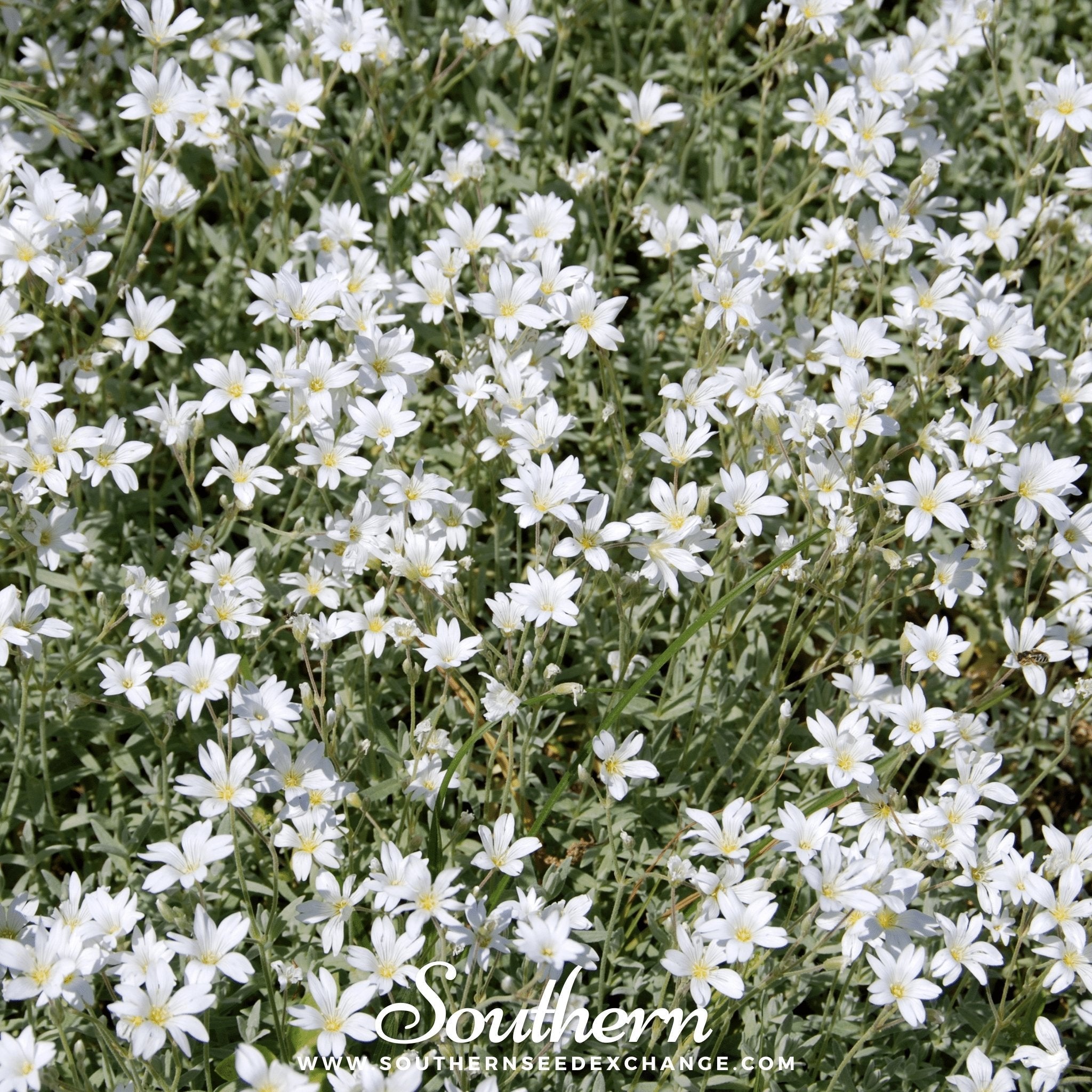 Snow in Summer Chickweed – 100 Seeds | | Wiccan Center