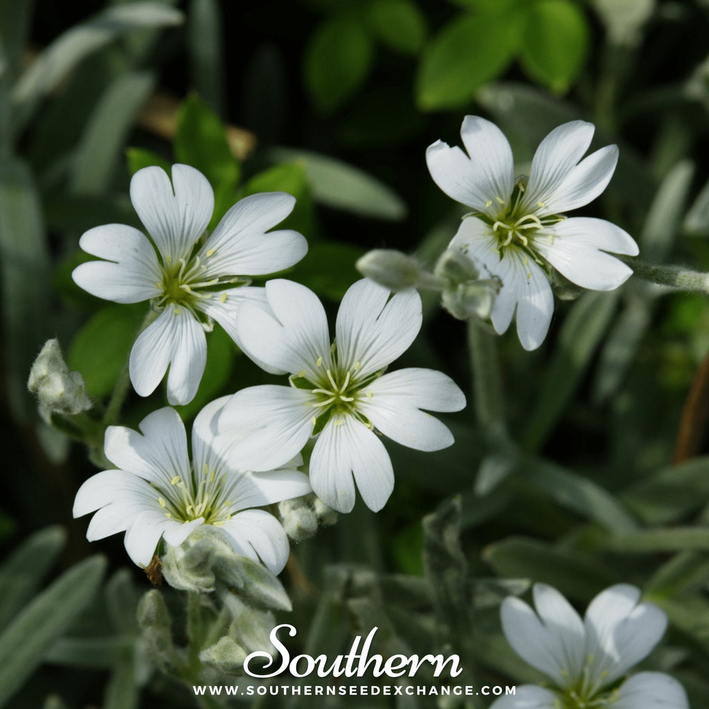 Snow in Summer Chickweed – 100 Seeds | | Wiccan Center