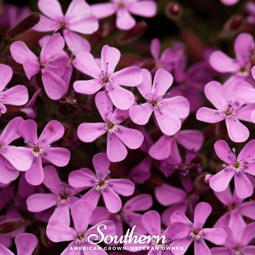 Rock Soapwort – 100 Seeds | | Wiccan Center