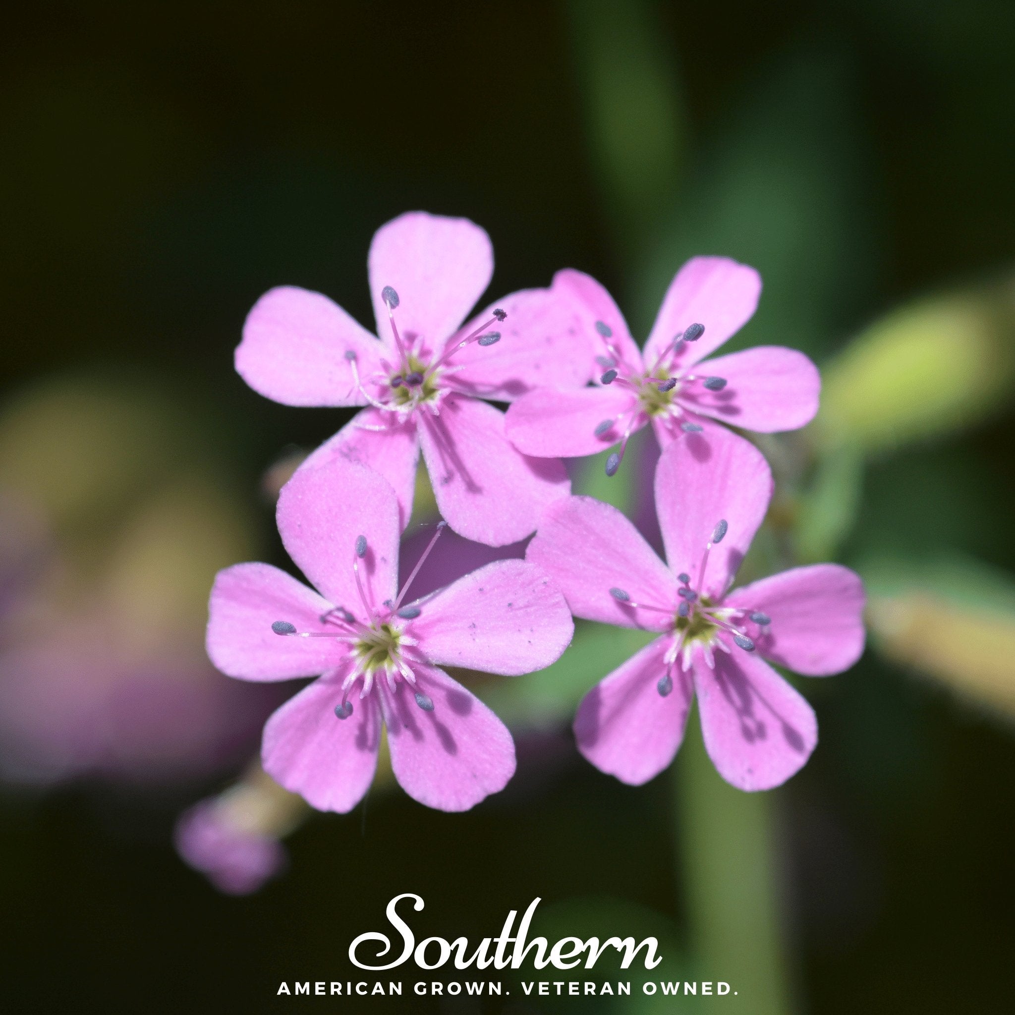 Rock Soapwort – 100 Seeds | | Wiccan Center