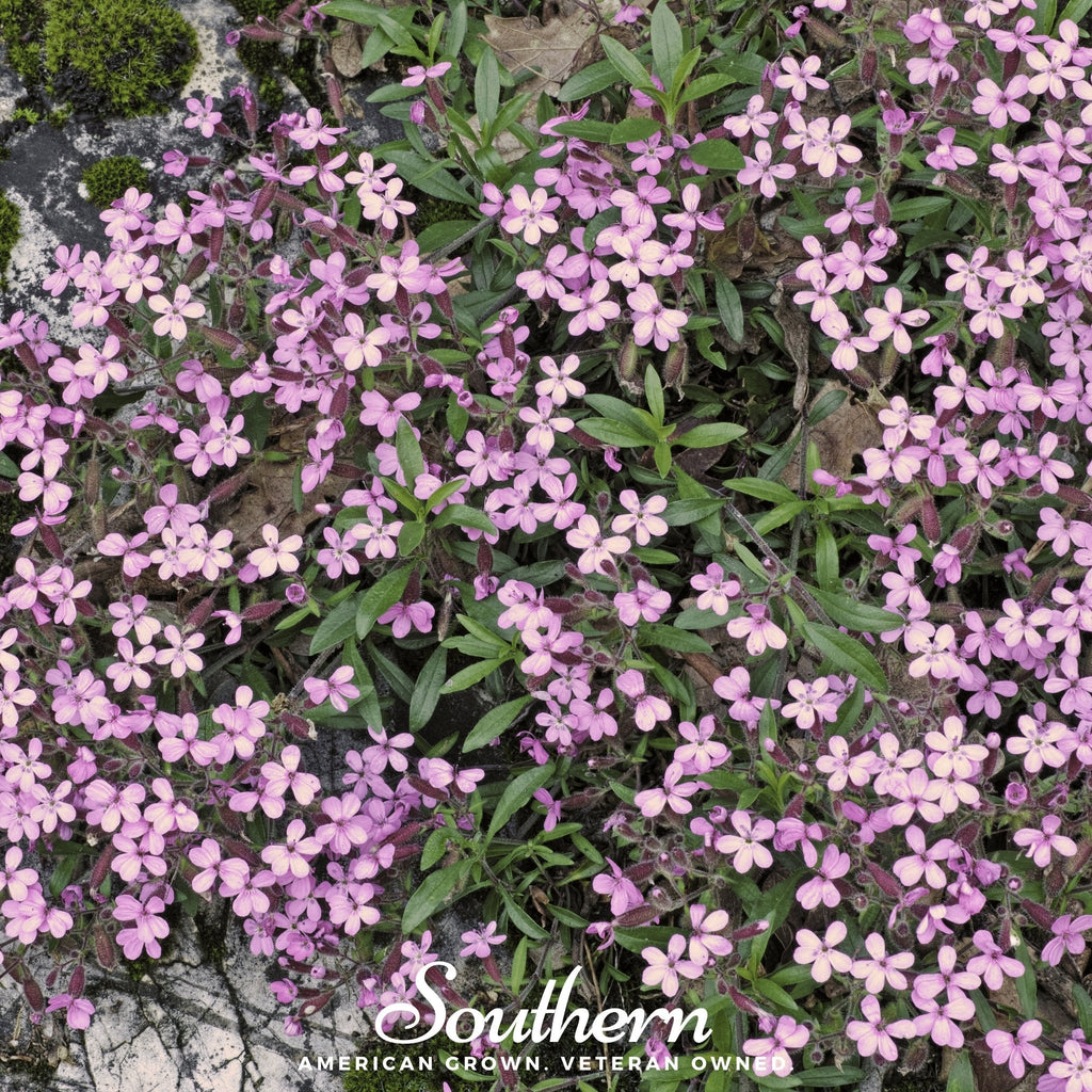 Rock Soapwort – 100 Seeds | | Wiccan Center