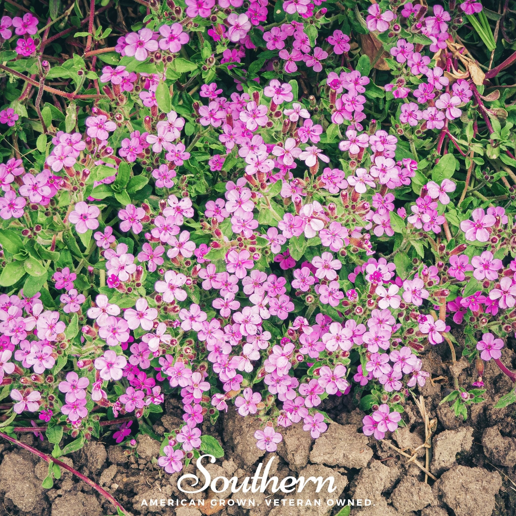 Rock Soapwort – 100 Seeds | | Wiccan Center
