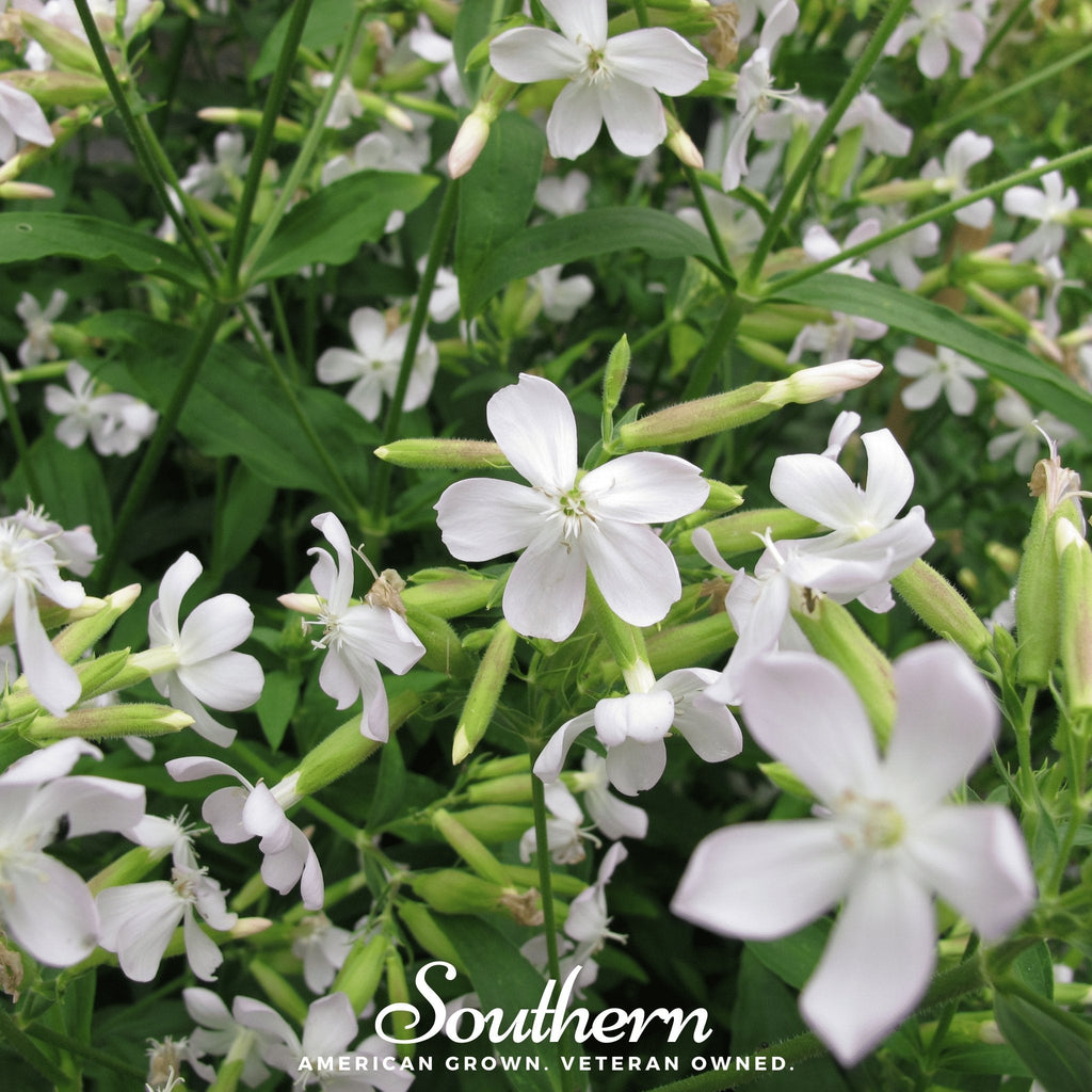 Soapwort – 100 Seeds | | Wiccan Center