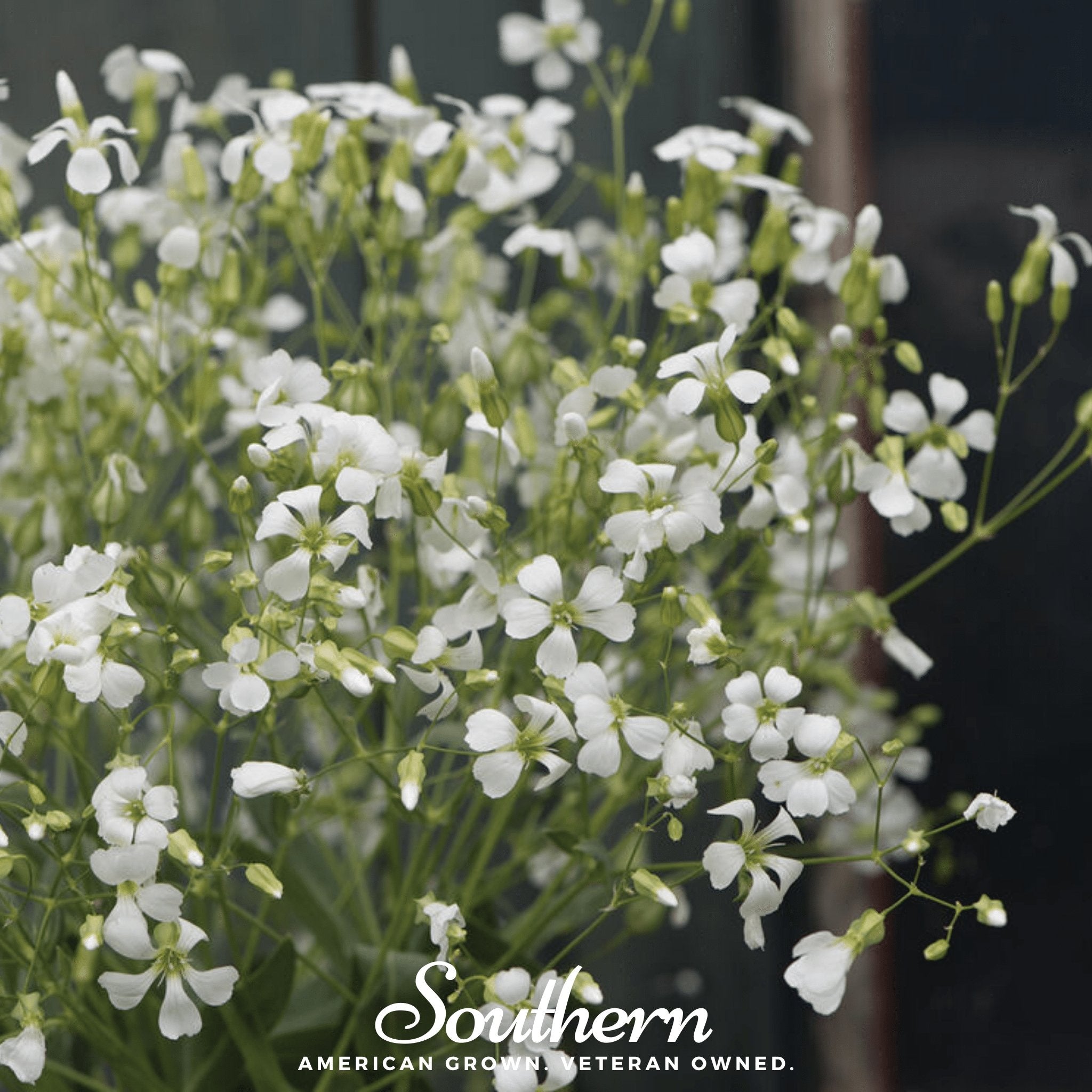 Soapwort – 100 Seeds | | Wiccan Center