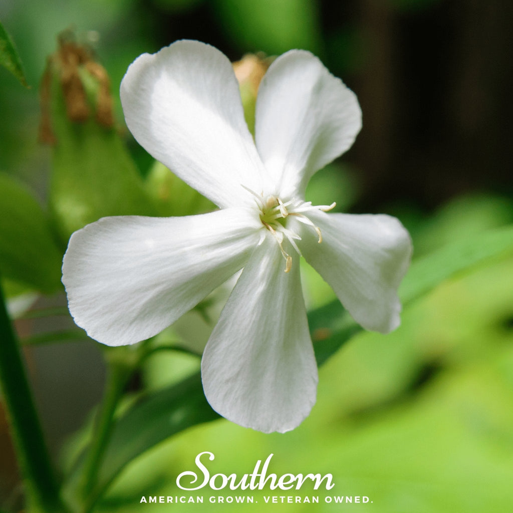 Soapwort – 100 Seeds | | Wiccan Center