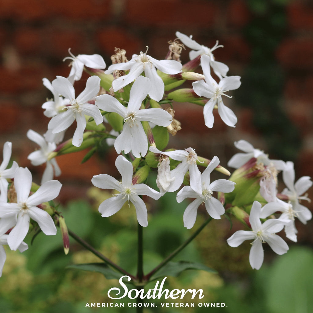 Soapwort – 100 Seeds | | Wiccan Center