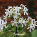 Soapwort – 100 Seeds | | Wiccan Center