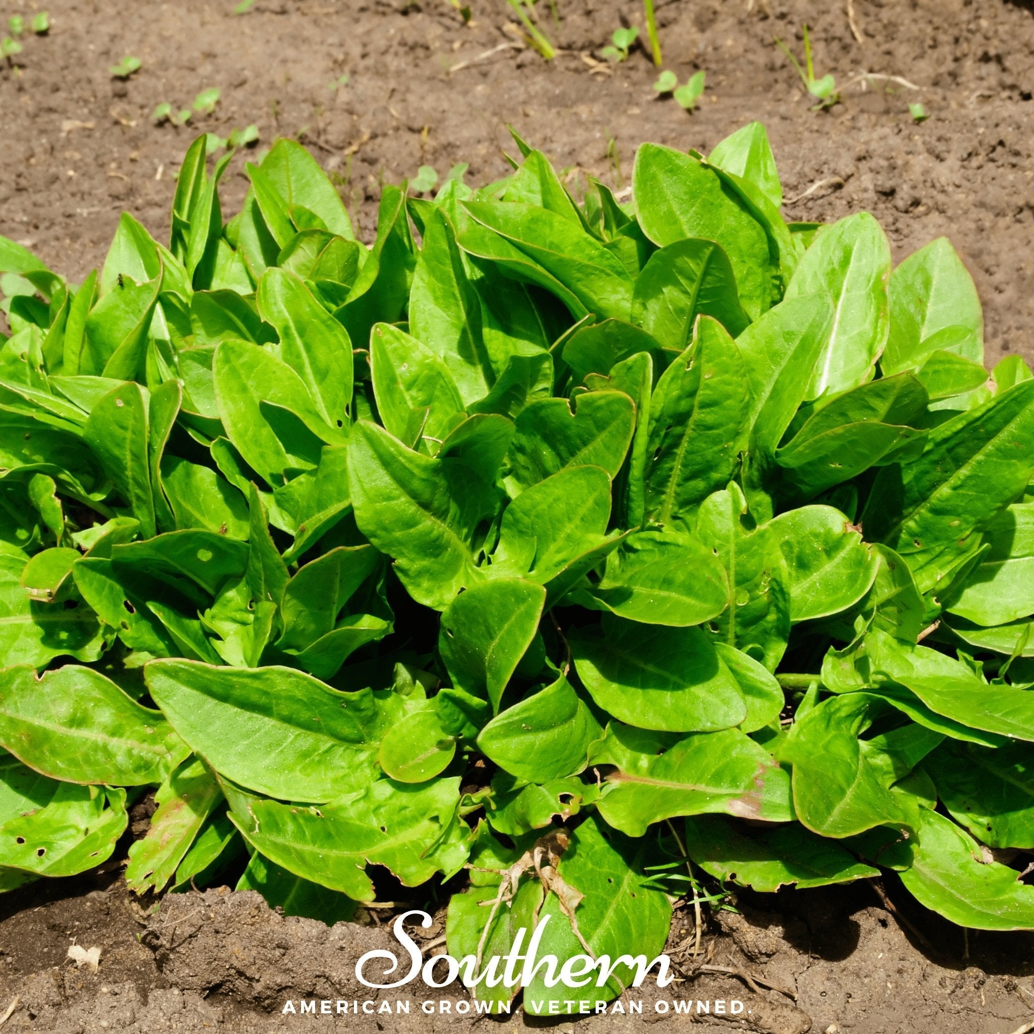 Garden Sorrel – 200 Seeds | | Wiccan Center