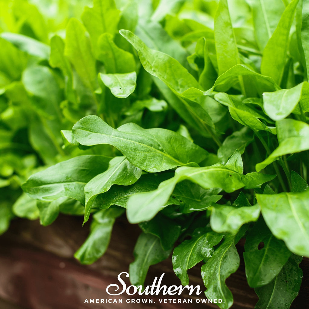 Garden Sorrel – 200 Seeds | | Wiccan Center