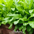 Garden Sorrel – 200 Seeds | | Wiccan Center