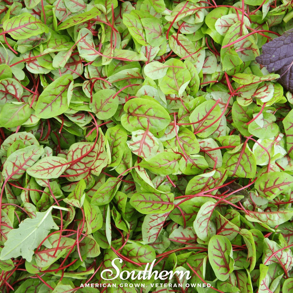 Red Veined Sorrel – 200 Seeds | | Wiccan Center