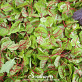Red Veined Sorrel – 200 Seeds | | Wiccan Center
