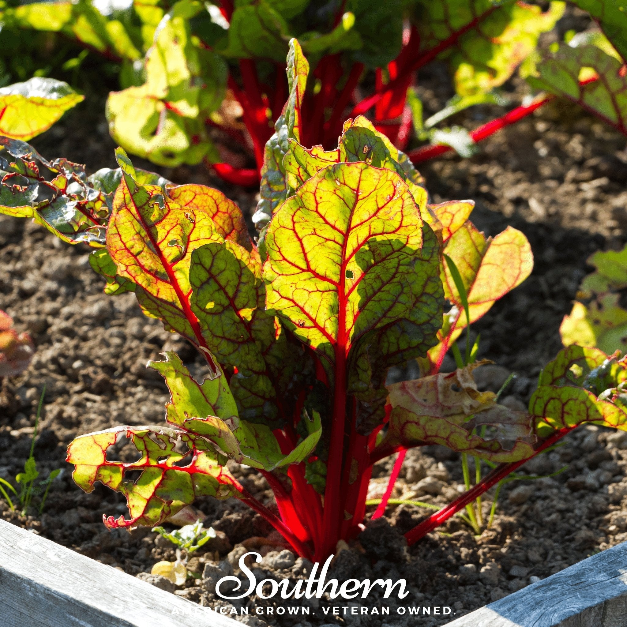 Red Veined Sorrel – 200 Seeds | | Wiccan Center