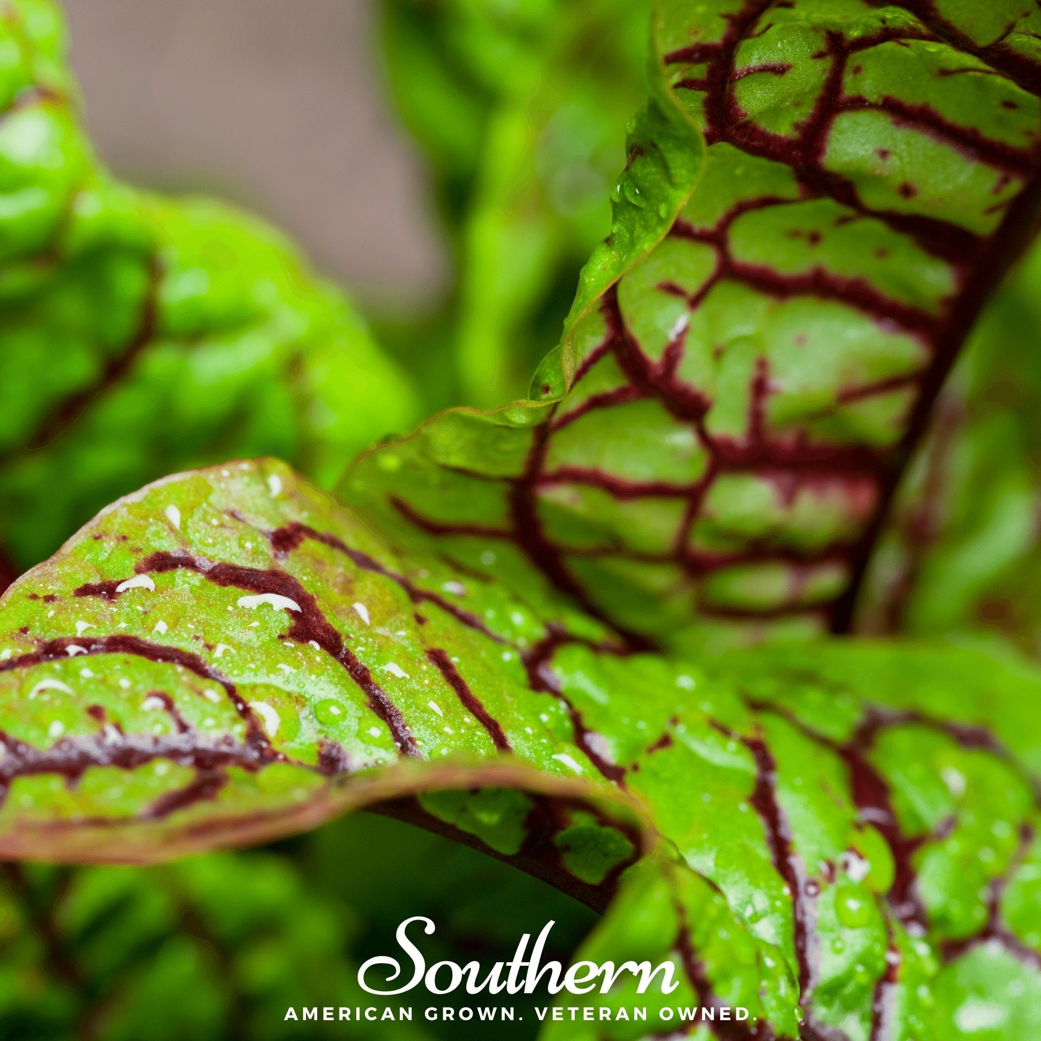 Red Veined Sorrel – 200 Seeds | | Wiccan Center